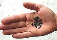 Koa Seeds In Hand